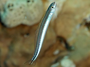 Platrogemius rhinorhyncos